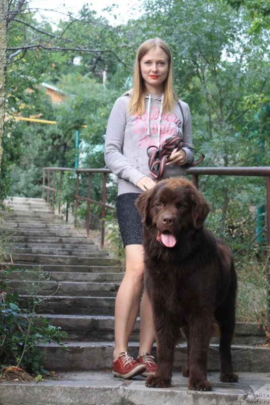 Фото: ньюфаундленд Chara Hani Les (Чара Хани Лес), Mariya CHervaneva (Мария Черванева)