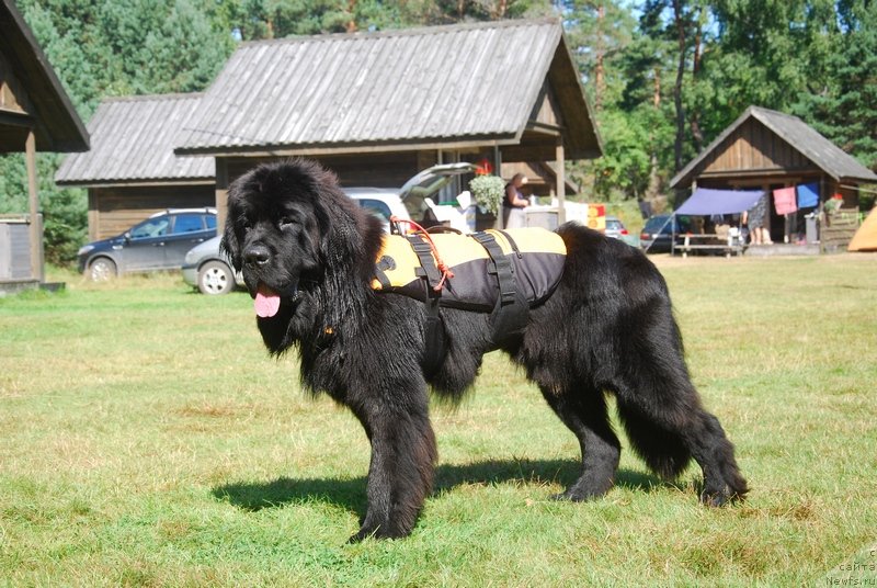 Фотография № 132907