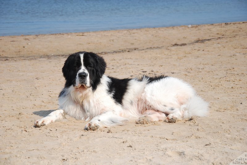 Фотография № 132909