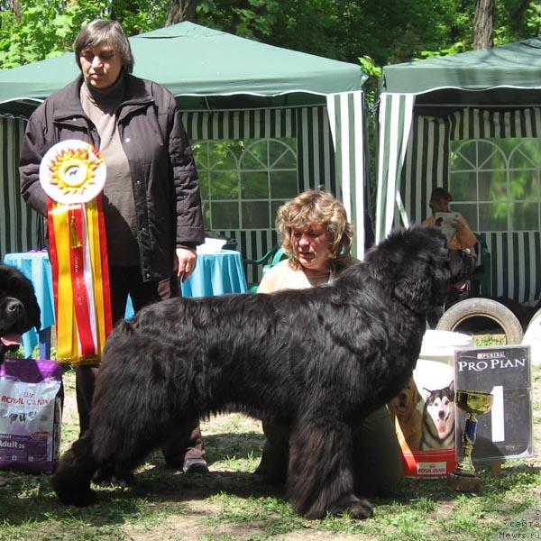 Фото: Natal'ya Potehina (Наталья Потехина), ньюфаундленд Dodger ot Sibirskogo Medvedja (Доджер от Сибирского Медведя), Natal'ya Tatarinova (Наталья Татаринова)