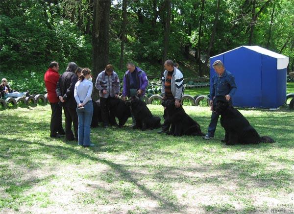 Фото: ньюфаундленд Dodger ot Sibirskogo Medvedja (Доджер от Сибирского Медведя), ньюфаундленд Viktoriya s Zolotogo Prazdnika (Виктория с Золотого Праздника), ньюфаундленд Kay CHyornoe CHudo (Кай Чёрное Чудо), ньюфаундленд Kameliya iz YUjnogo Goroda (Камелия из Южного Города), ньюфаундленд Zakadychny Dryg s Berega Dona (Закадычный Друг с Берега Дона)