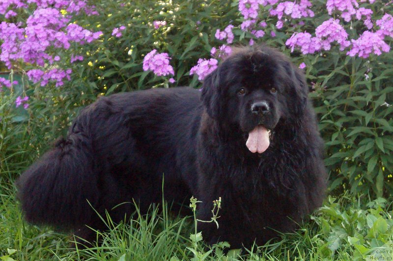 Фото: ньюфаундленд Obol'stitel' iz Medvej'ego YAra (Обольститель из Медвежьего Яра)