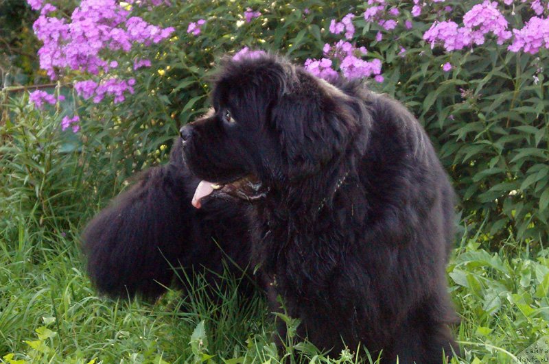 Фото: ньюфаундленд Obol'stitel' iz Medvej'ego YAra (Обольститель из Медвежьего Яра)