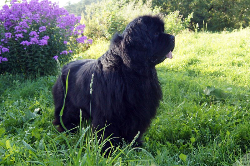 Фотография № 132923