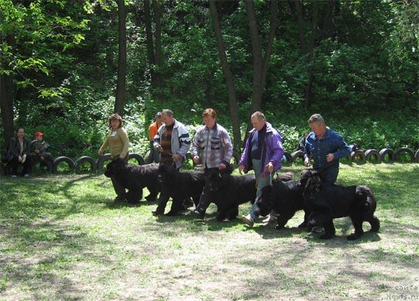 Фото: ньюфаундленд Dodger ot Sibirskogo Medvedja (Доджер от Сибирского Медведя), ньюфаундленд Viktoriya s Zolotogo Prazdnika (Виктория с Золотого Праздника), ньюфаундленд Kay CHyornoe CHudo (Кай Чёрное Чудо), ньюфаундленд Kameliya iz YUjnogo Goroda (Камелия из Южного Города), ньюфаундленд Zakadychny Dryg s Berega Dona (Закадычный Друг с Берега Дона)