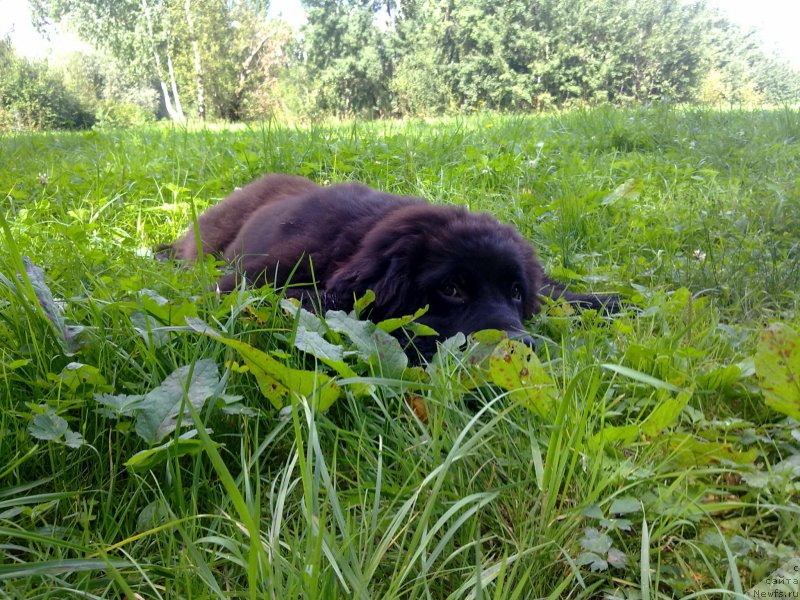 Фото: ньюфаундленд Chernyj Chank s Berega Dona (Черный Чанк с Берега Дона)