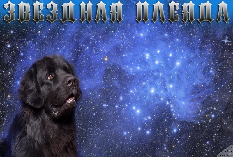 Фото: ньюфаундленд Arman'yak Dushi Moey (Арманьяк Души Моей)