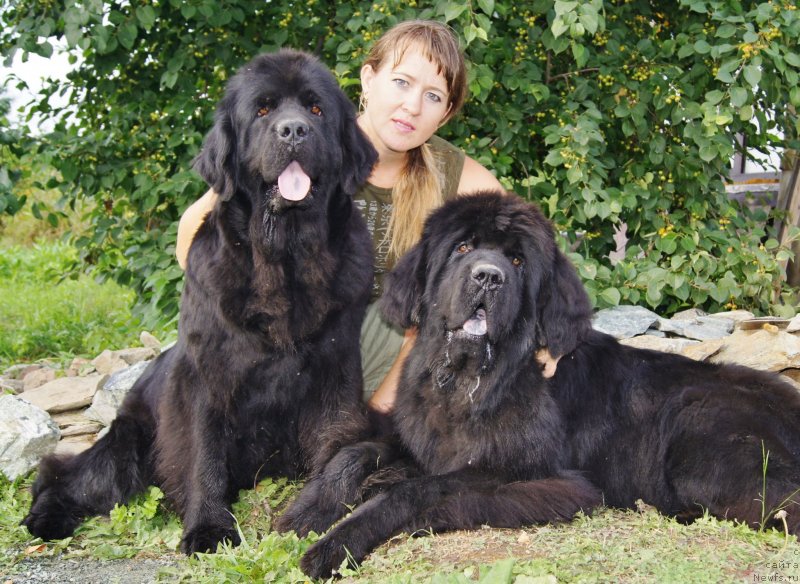 Фото: ньюфаундленд Ih Vyisochestvo Batterflyay Blyek Omeliya (Их Высочество Баттерфляй Блэк Омелия), ньюфаундленд Fann'yuf Tibul Jelannyiy dlya Ih Vyisochestva (Фанньюф Тибул Желанный для Их Высочества), Ol'ga Trapeznikova (Ольга Трапезникова)