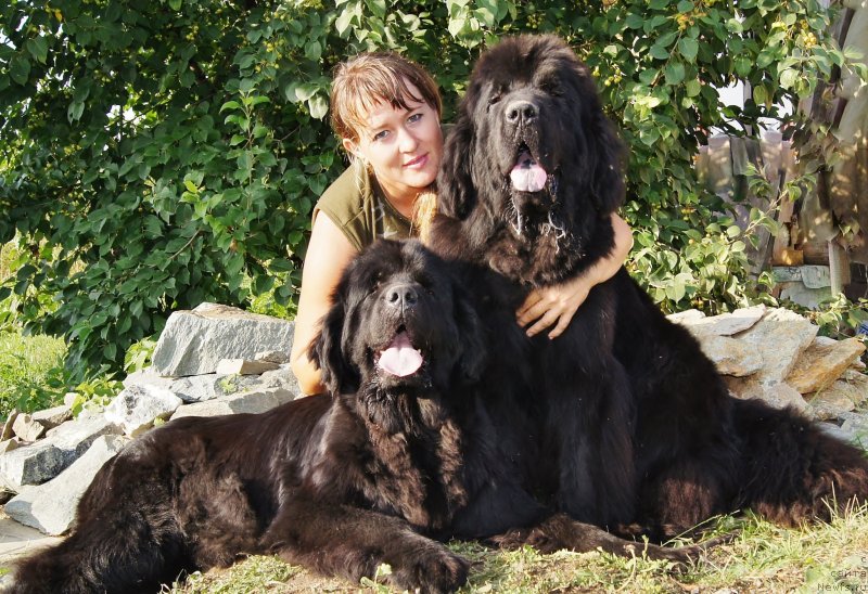 Фото: ньюфаундленд Ih Vyisochestvo Batterflyay Blyek Omeliya (Их Высочество Баттерфляй Блэк Омелия), ньюфаундленд Fann'yuf Tibul Jelannyiy dlya Ih Vyisochestva (Фанньюф Тибул Желанный для Их Высочества), Ol'ga Trapeznikova (Ольга Трапезникова)