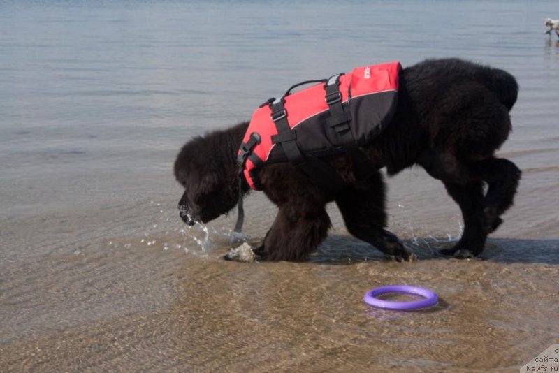 Фото: ньюфаундленд Beguschaya po Volnam Elegant Elizabeth (Бегущая по Волнам Елегант Елизабетх)