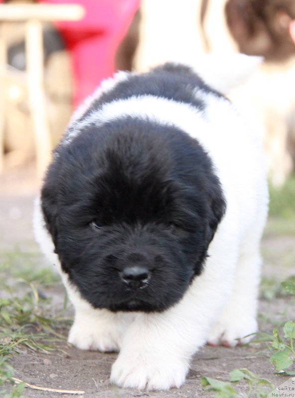 Фото: Аквиан Сонг Монтана