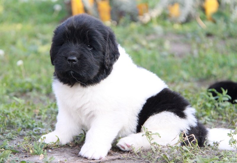 Фото: Аквиан Сонг Монтана