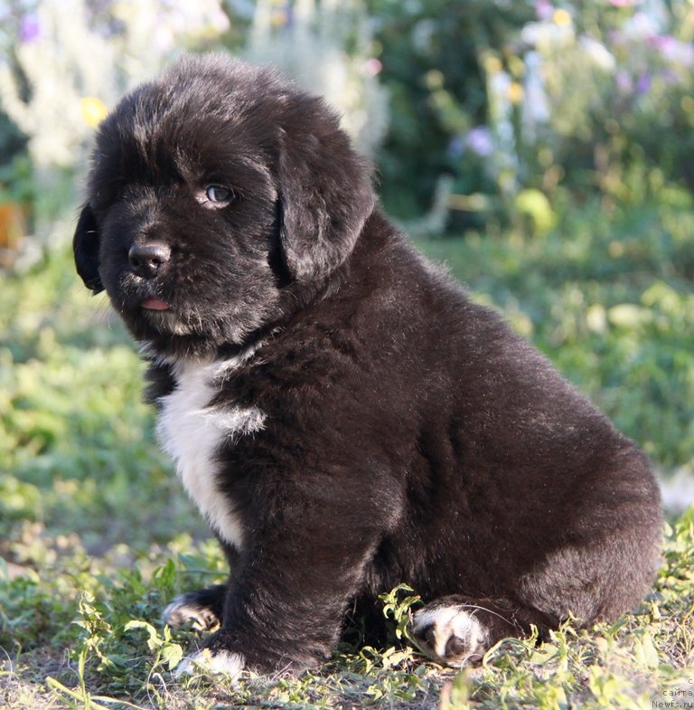 Фотография № 132959