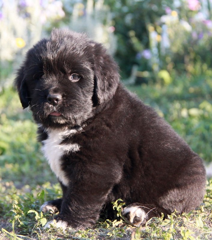 Фотография № 132960