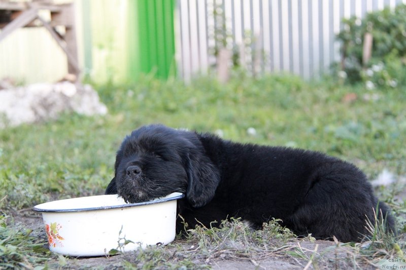 Фотография № 132963