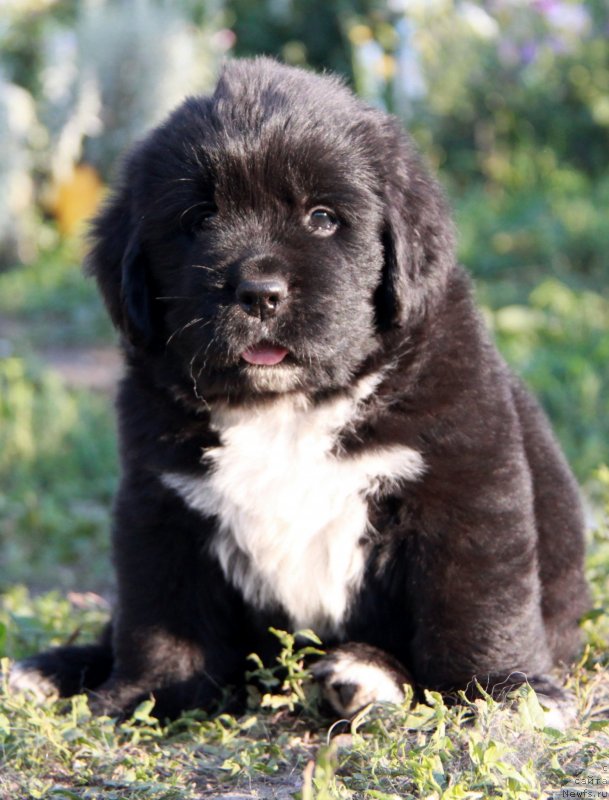 Фотография № 132964