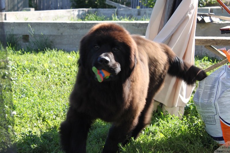 Фото: ньюфаундленд Laskovyiy i Nejnyiy Briz (Ласковый и Нежный Бриз)