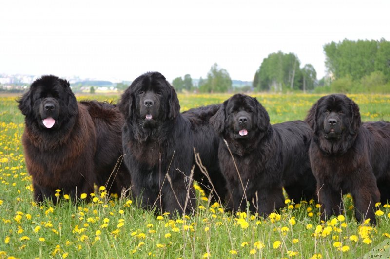 Фото: ньюфаундленд Uil'yam Naslednik Trona (Уильям Наследник Трона), ньюфаундленд Simbad Pokoritel' Morey (Симбад Покоритель Морей), ньюфаундленд Nefertiti Krasavica Gryadet (Нефертити Красавица Грядет), ньюфаундленд Skarlet O'Hara (Скарлет О'Хара)