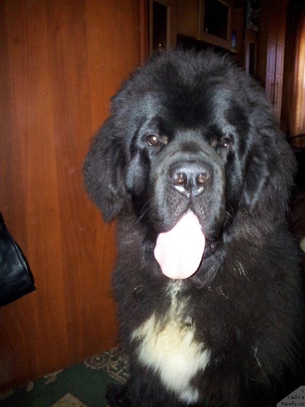 Фото: ньюфаундленд Dark Pride Van Gogh (Дак Прайд Ван Гог)