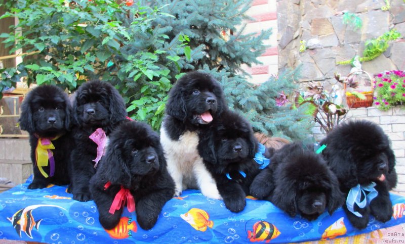 Фото: Слева направо, ньюфаундленд Guest From Ze Future (Гуест Фром Зе Футуре), ньюфаундленд Golden Star Dream (Голден Стар Дреам), ньюфаундленд Gem Of YUnivers (Гем Оф Юниверс), ньюфаундленд Greyt Milki Vey (Грейт Милки Вей), ньюфаундленд Gift of Hyeven (Гифт оф Хэвен), ньюфаундленд Garden Of Ze Stars (Гарден Оф Зе Старс), ньюфаундленд Glyanc Of Komets (Глянц Оф Кометс)