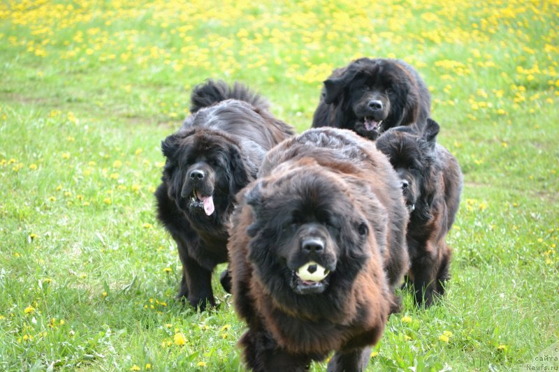 Фото: ньюфаундленд Uil'yam Naslednik Trona (Уильям Наследник Трона), ньюфаундленд Simbad Pokoritel' Morey (Симбад Покоритель Морей), ньюфаундленд Skarlet O'Hara (Скарлет О'Хара), ньюфаундленд Nefertiti Krasavica Gryadet (Нефертити Красавица Грядет)