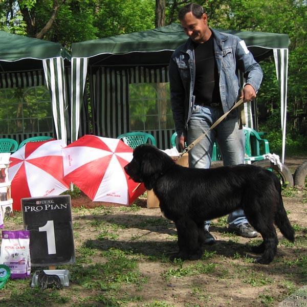 Фото: ньюфаундленд Laskovaya Volna s Berega Dona (Ласковая Волна с Берега Дона)