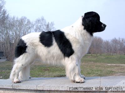 Фото: ньюфаундленд Fiamettahauz Viva Supernova (Фиаметтахауз Вива Супернова)