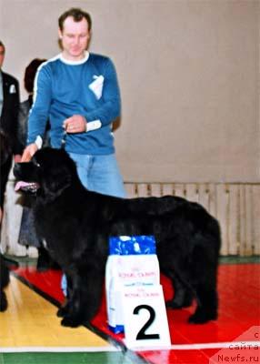 Фото: ньюфаундленд Plushevaya Panda Anabella Beautiful (Плюшевая Панда Анабелла Бьютифул)