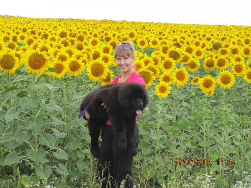 Фото: Ol'ga Ivanova (Ольга Иванова), ньюфаундленд N'yufort SHum Priboya (Ньюфорт Шум Прибоя)