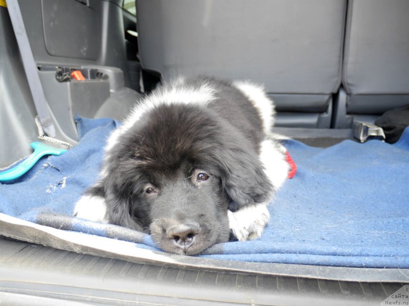 Фотография № 133016