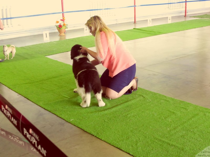 Фотография № 133019