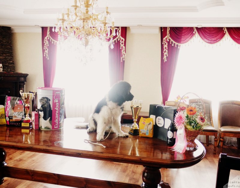 Фото: ньюфаундленд Akvian Song Kasatka (Аквиан Сонг Касатка)