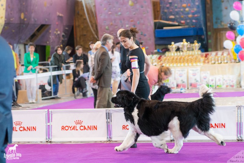 Фото: ньюфаундленд Super Premium Zippi Senseyshen (Супер Премиум Зиппи Сенсейшен)