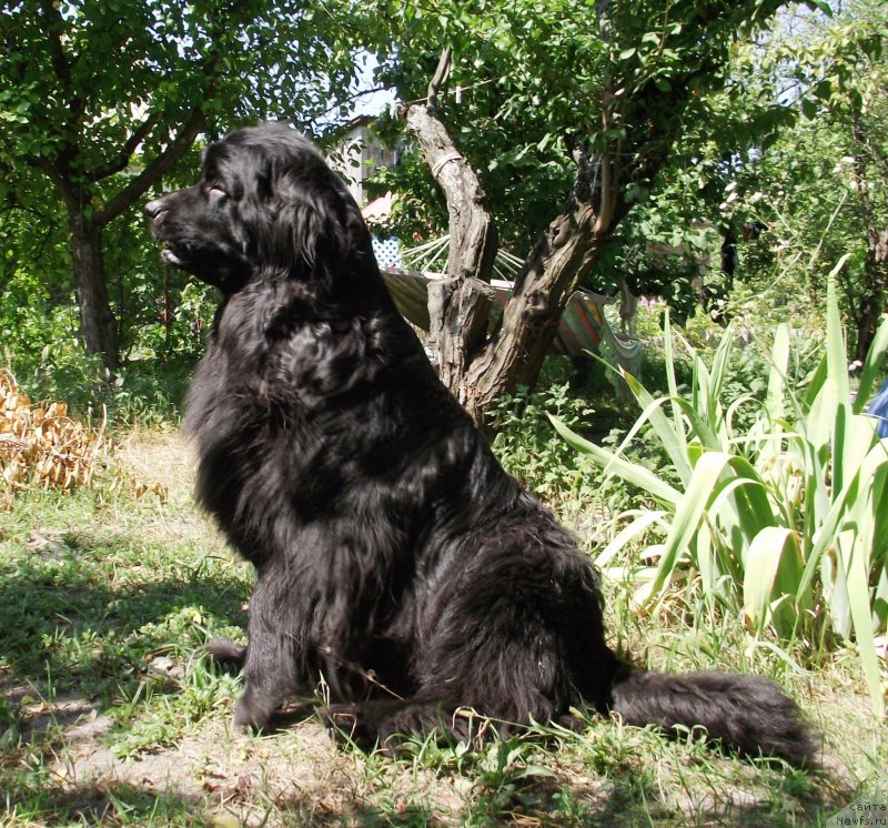 Фото: ньюфаундленд Velyke Malyatko Yasnooka Pannochka