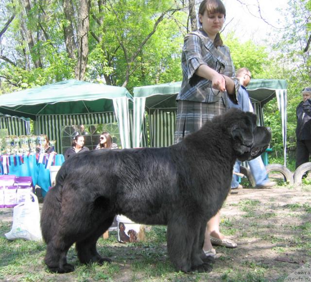 Фото: ньюфаундленд Lunnaya Sonata iz Plemeni Kedra (Лунная Соната из Племени Кедра)