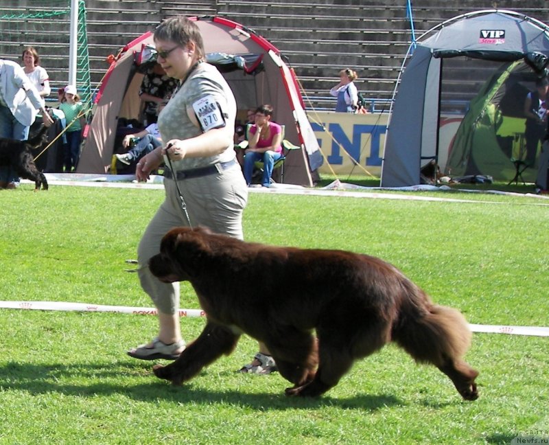 Фото: ньюфаундленд Aquatoriya Kelvin Heather Honey (Акватория Келвин Хизер Хани), Ekaterina Benken (Екатерина Бенкен)