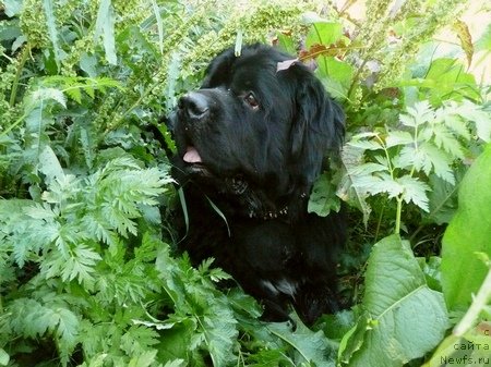 Фото: ньюфаундленд Jrebiy Udachi ot Tori (Жребий Удачи от Тори)
