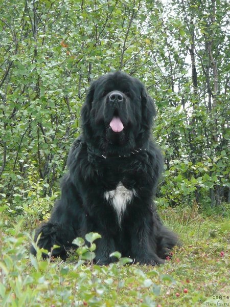 Фото: ньюфаундленд Jrebiy Udachi ot Tori (Жребий Удачи от Тори)