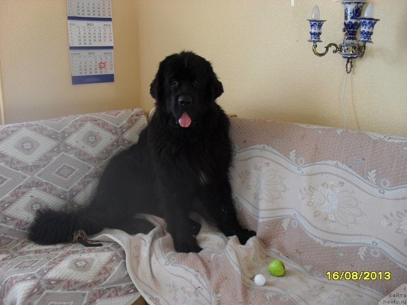 Фото: ньюфаундленд Izyaschnyiy Frant (Изящный Франт)