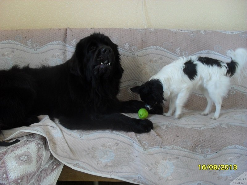 Фото: ньюфаундленд Izyaschnyiy Frant (Изящный Франт)