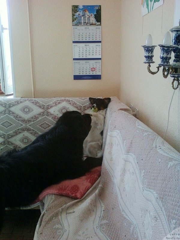 Фото: ньюфаундленд Izyaschnyiy Frant (Изящный Франт)