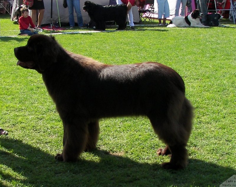 Фото: ньюфаундленд Aquatoriya Kelvin Heather Honey (Акватория Келвин Хизер Хани)