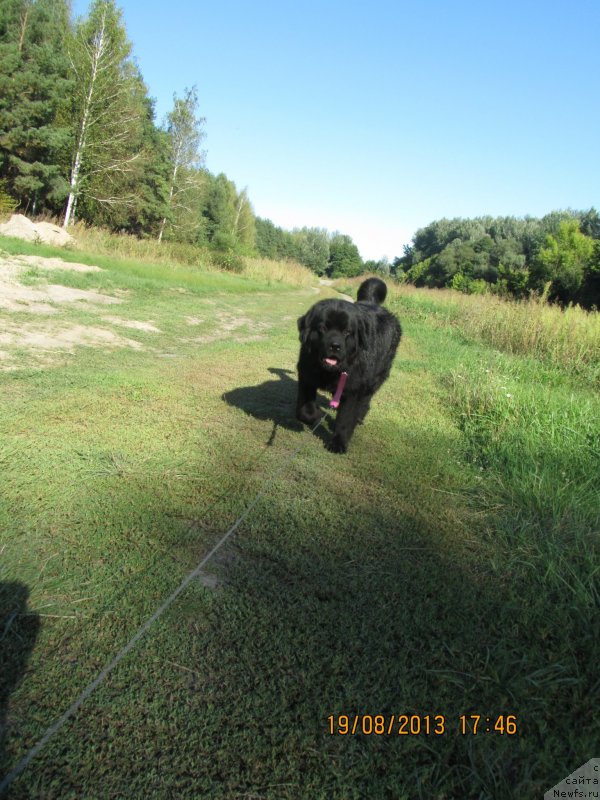 Фото: ньюфаундленд CHinua Dekam Laki Dyevil (Чинуа Декам Лаки Дэвил)