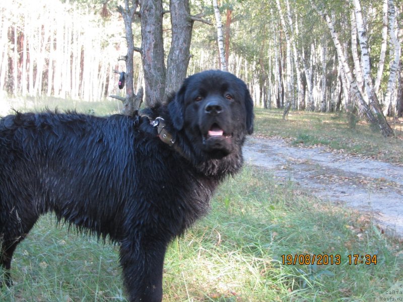 Фото: ньюфаундленд CHinua Dekam Laki Dyevil (Чинуа Декам Лаки Дэвил)