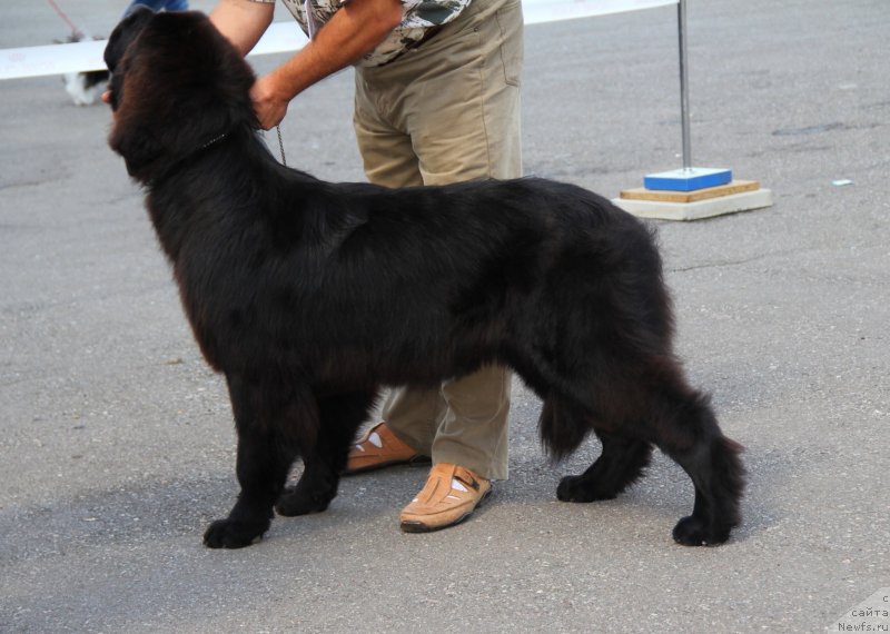 Фото: ньюфаундленд Allegro Con Brio Dinastiya Soverchenstva (Аллегро Кон Брио Династия Совершенства)