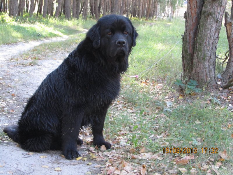 Фото: ньюфаундленд CHinua Dekam Laki Dyevil (Чинуа Декам Лаки Дэвил)