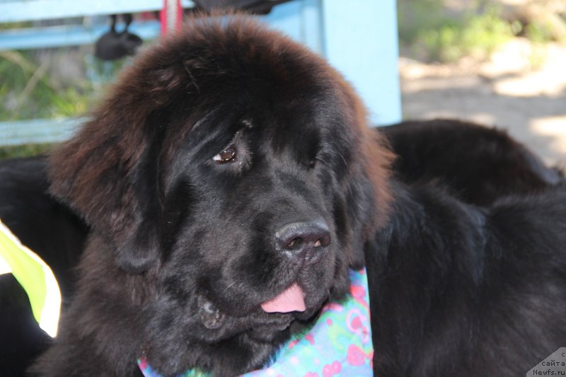 Фотография № 133069