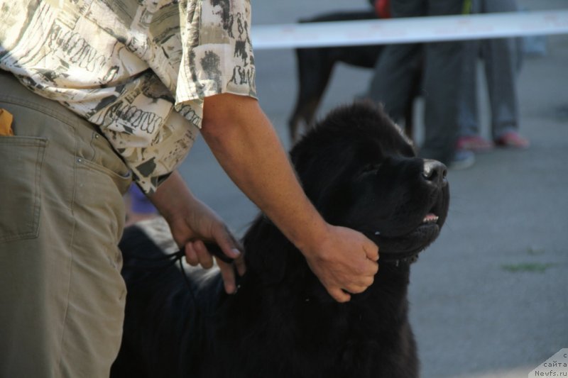 Фото: ньюфаундленд Beguschaya po Volnam Hasta la Vista (Бегущая по Волнам Хаста ла Виста)