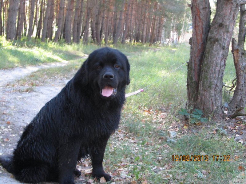 Фото: ньюфаундленд CHinua Dekam Laki Dyevil (Чинуа Декам Лаки Дэвил)