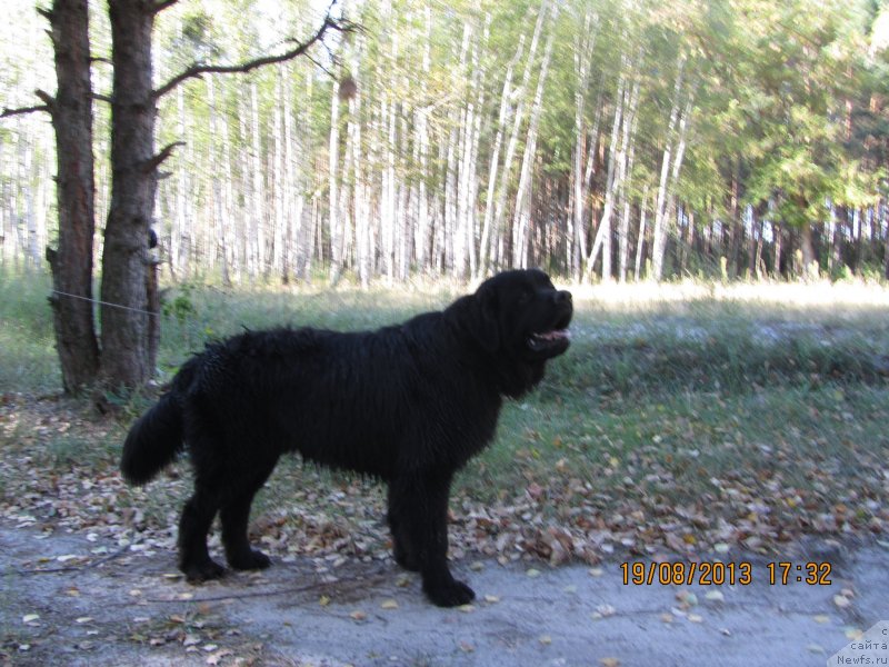 Фото: ньюфаундленд CHinua Dekam Laki Dyevil (Чинуа Декам Лаки Дэвил)